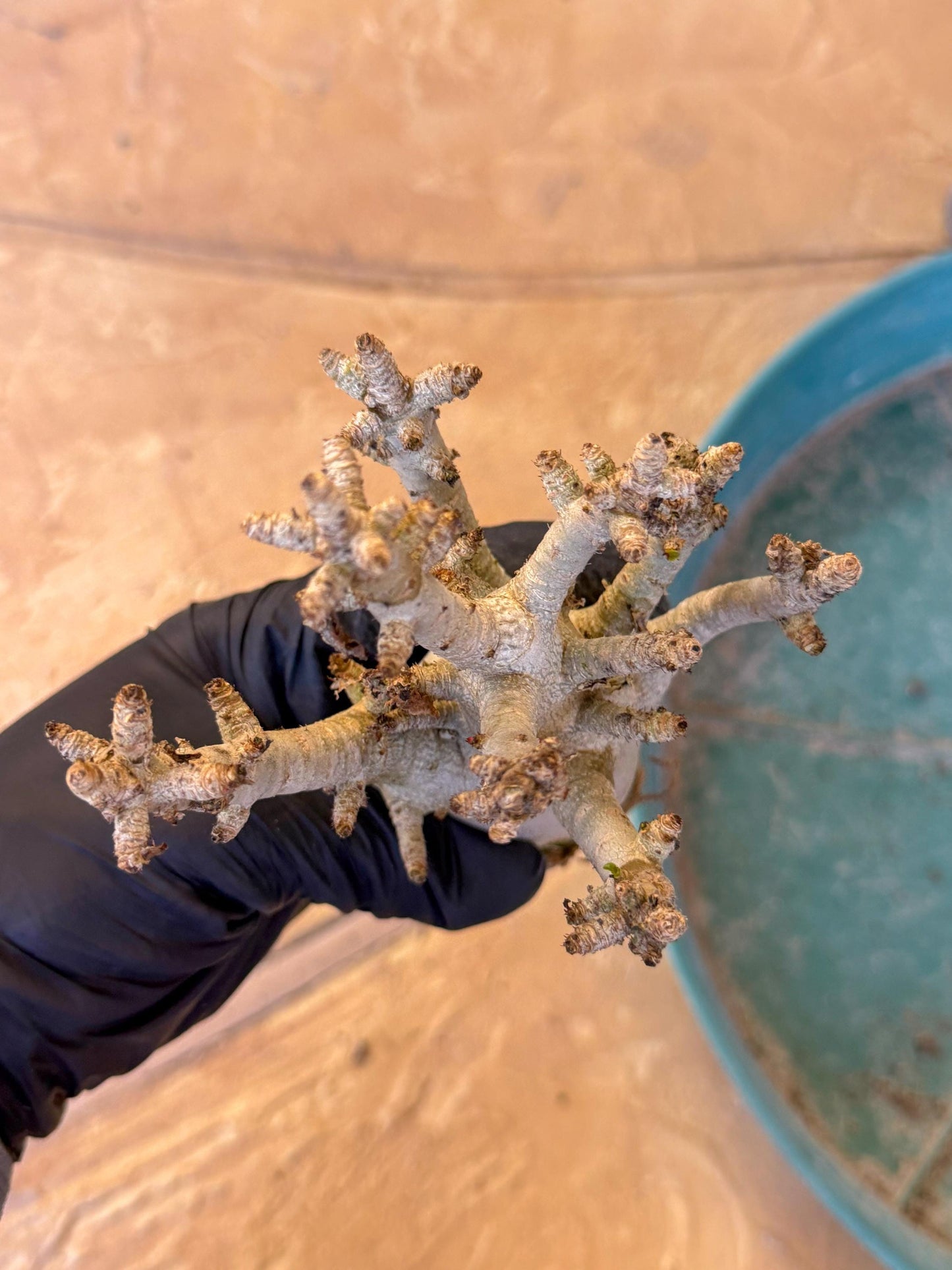 Adenium Arabicum (y) | Desert Rose | Exotic Rare Plant