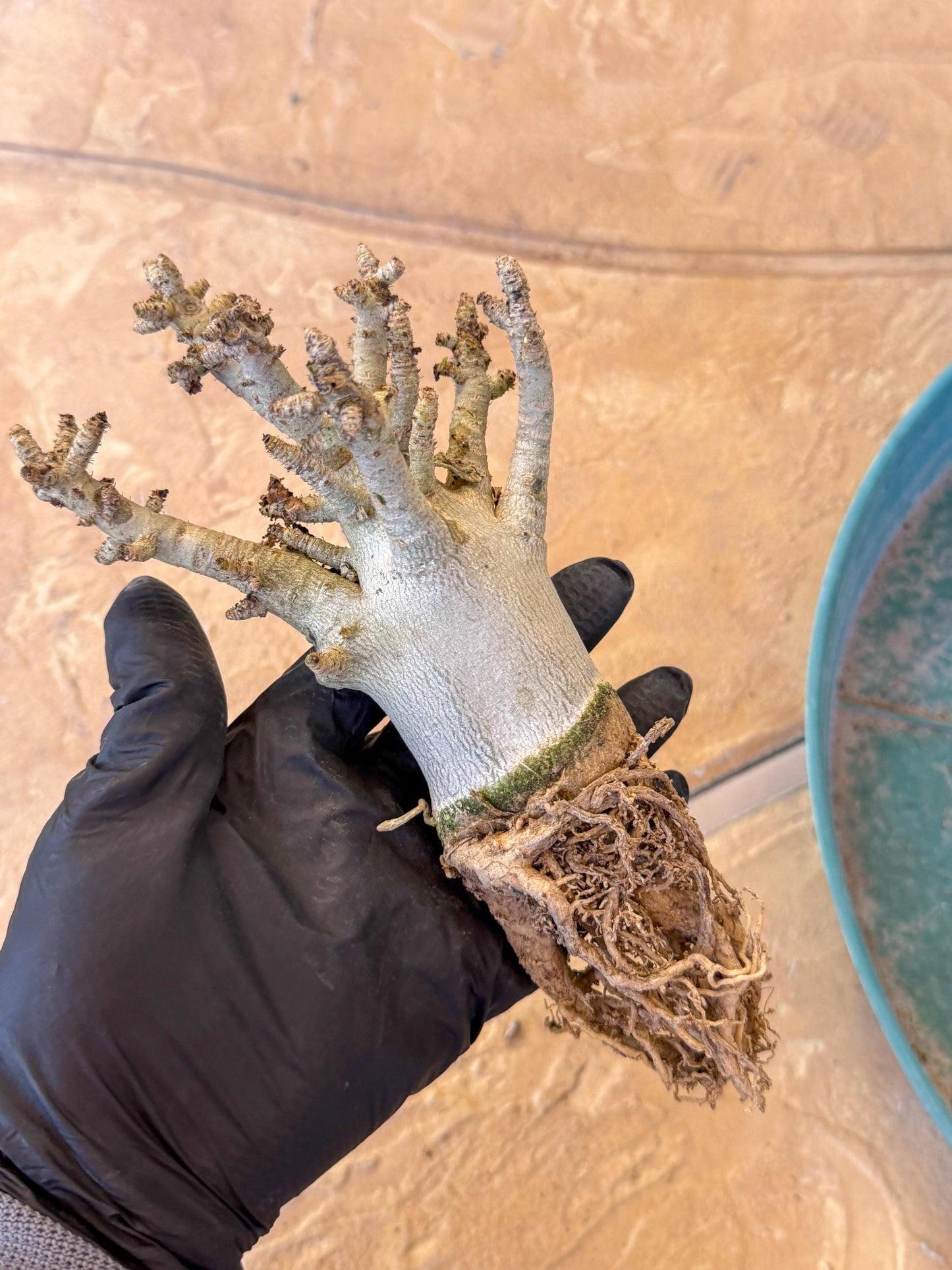 Adenium Arabicum (y) | Desert Rose | Exotic Rare Plant