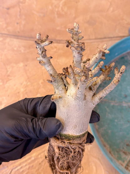 Adenium Arabicum (y) | Desert Rose | Exotic Rare Plant