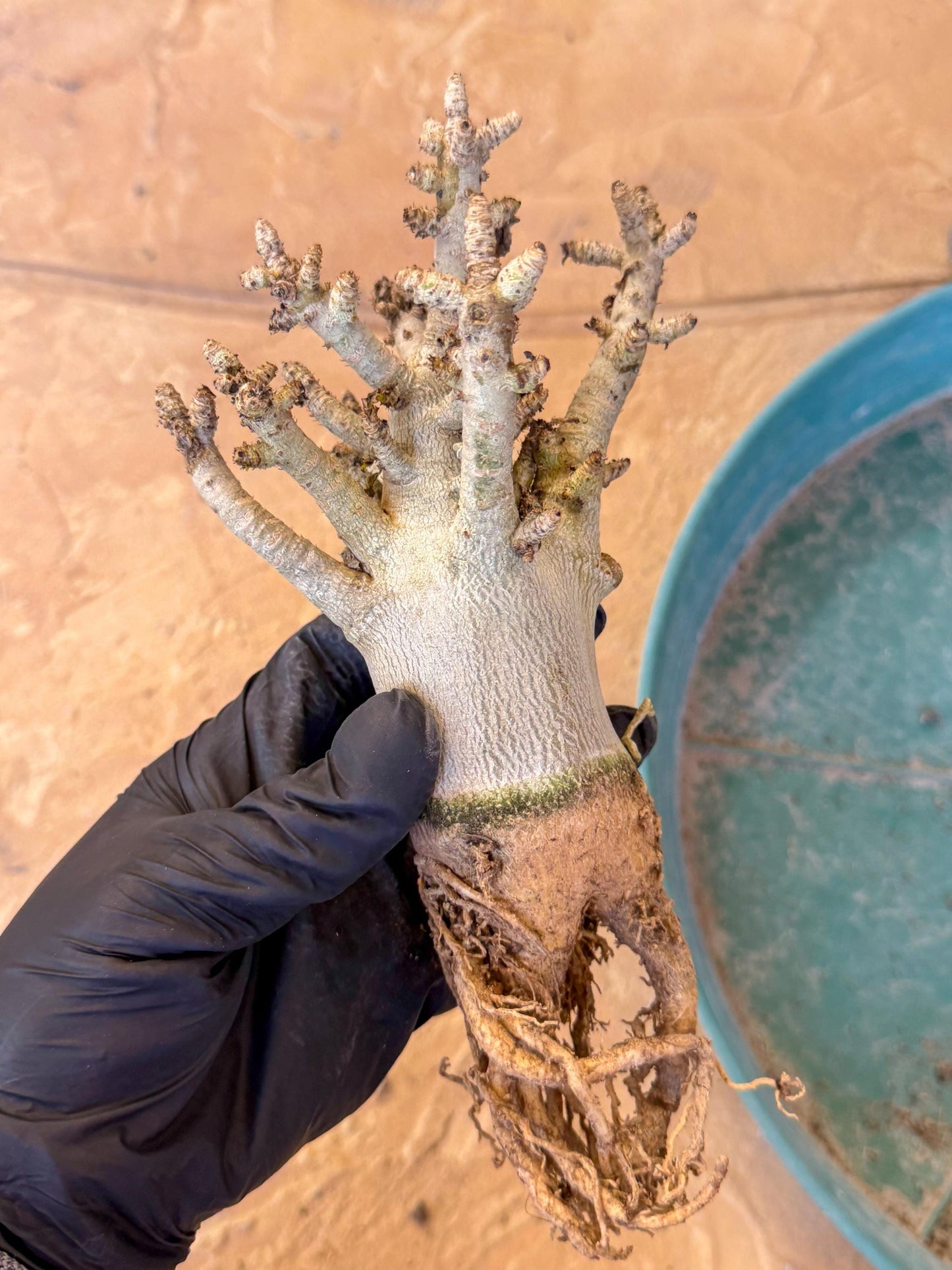 Adenium Arabicum (y) | Desert Rose | Exotic Rare Plant