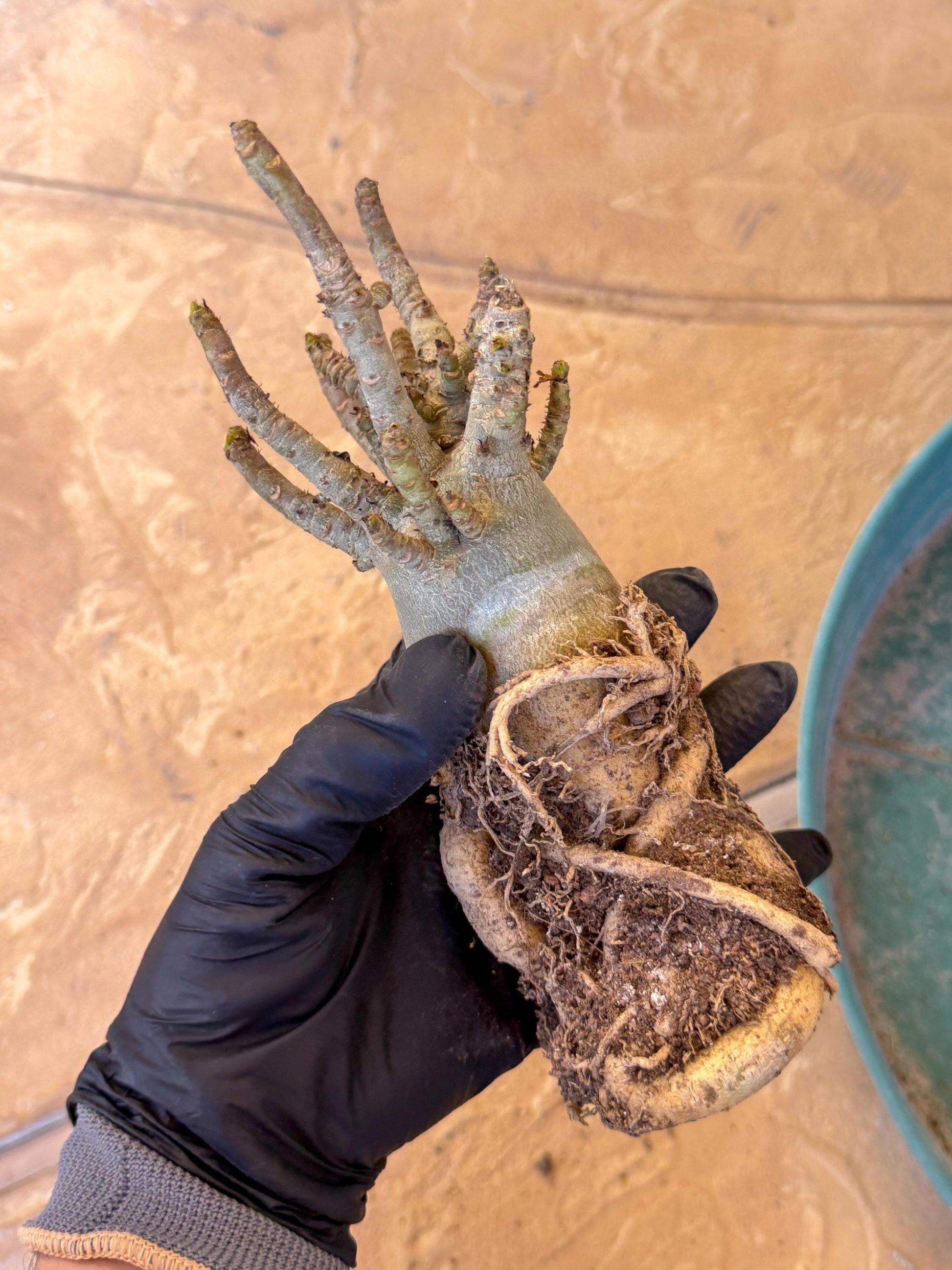 Adenium Arabicum (b) | Desert Rose | Exotic Rare Plant