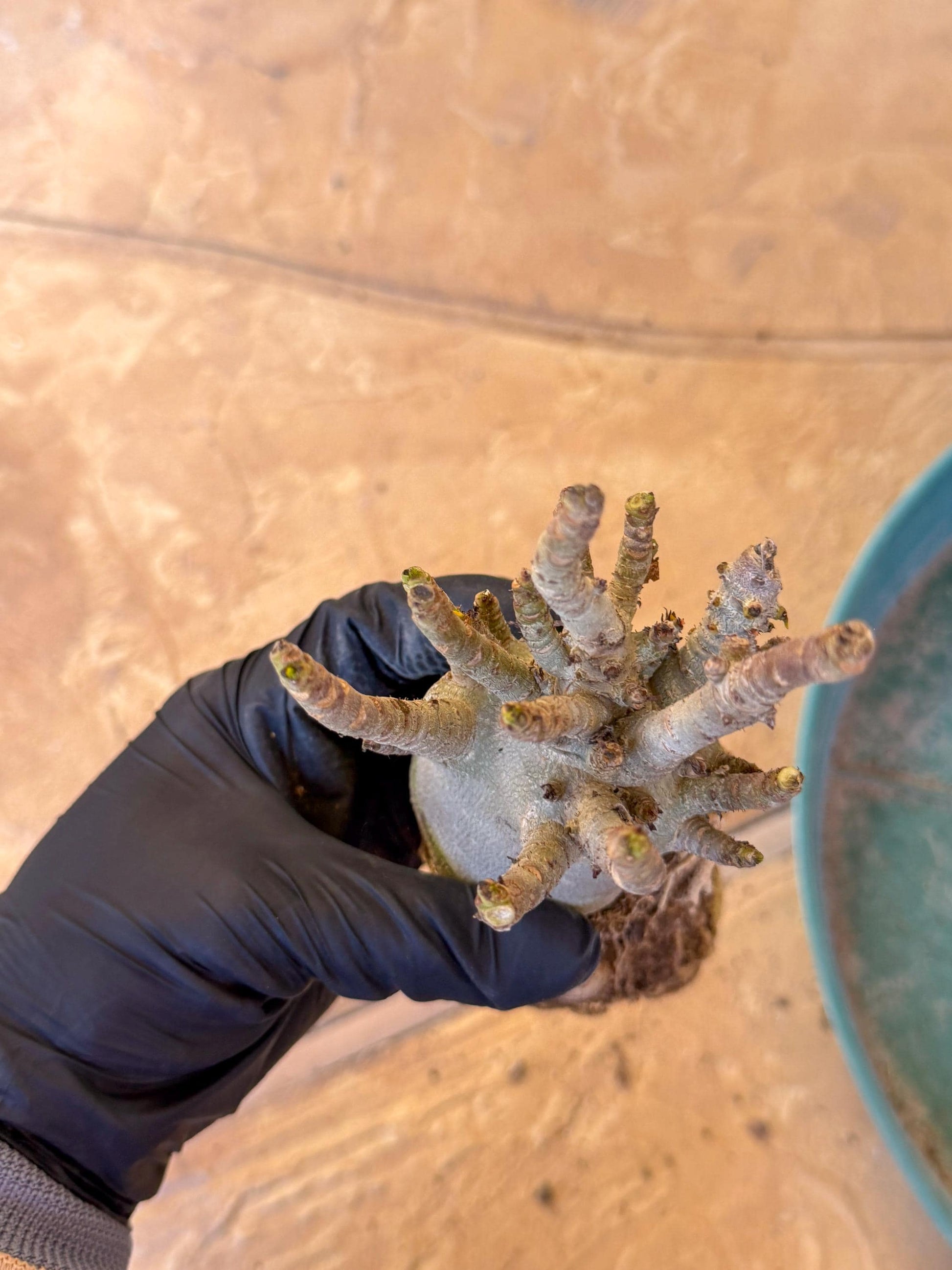 Adenium Arabicum (b) | Desert Rose | Exotic Rare Plant