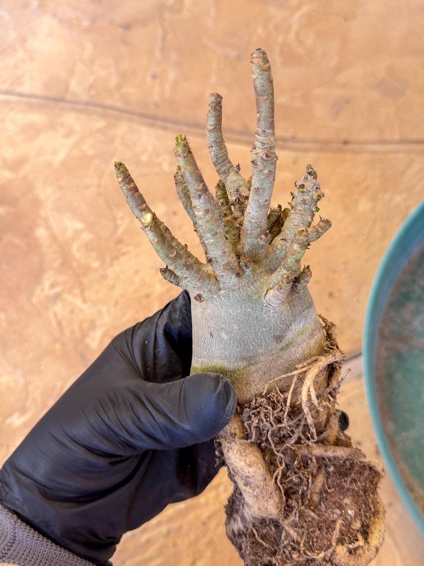 Adenium Arabicum (b) | Desert Rose | Exotic Rare Plant
