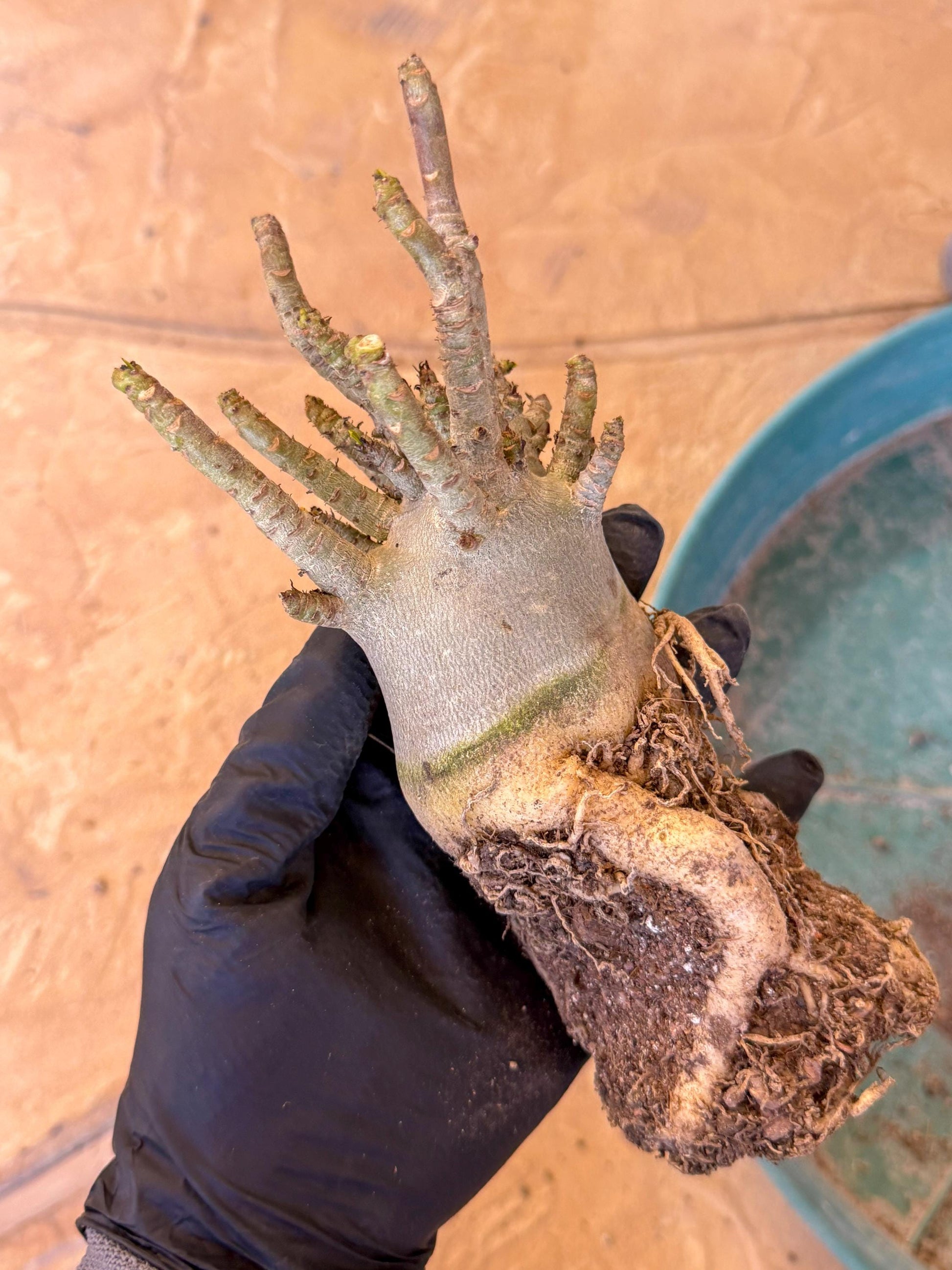Adenium Arabicum (b) | Desert Rose | Exotic Rare Plant