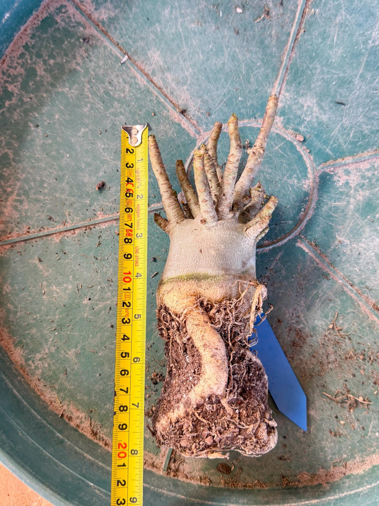 Adenium Arabicum (b) | Desert Rose | Exotic Rare Plant