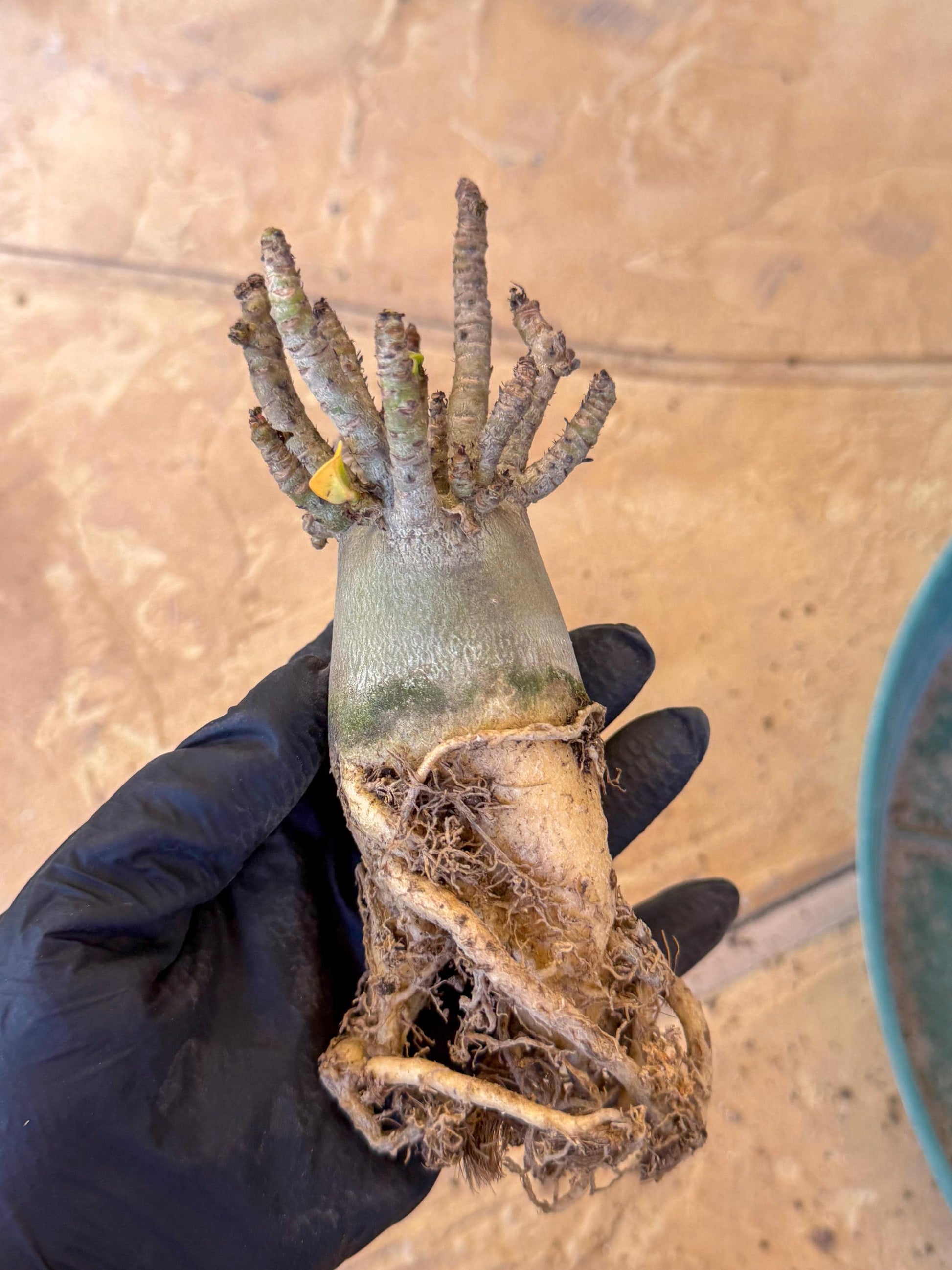 Adenium Arabicum (g) | Desert Rose | Exotic Rare Plant