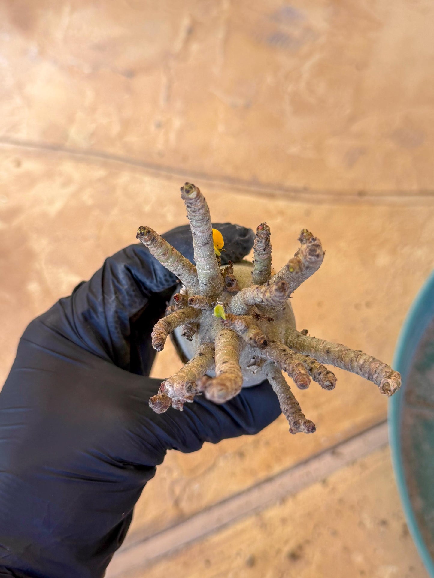 Adenium Arabicum (g) | Desert Rose | Exotic Rare Plant