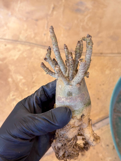 Adenium Arabicum (g) | Desert Rose | Exotic Rare Plant