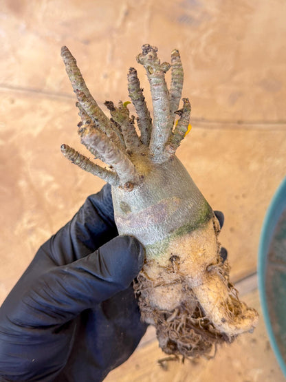 Adenium Arabicum (g) | Desert Rose | Exotic Rare Plant