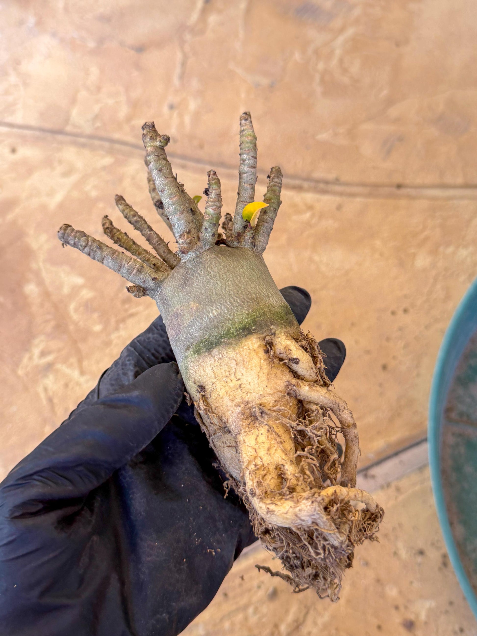 Adenium Arabicum (g) | Desert Rose | Exotic Rare Plant