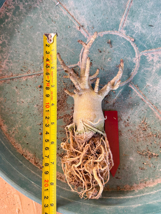 Adenium Arabicum (ooo) | Desert Rose | Exotic Rare Plant
