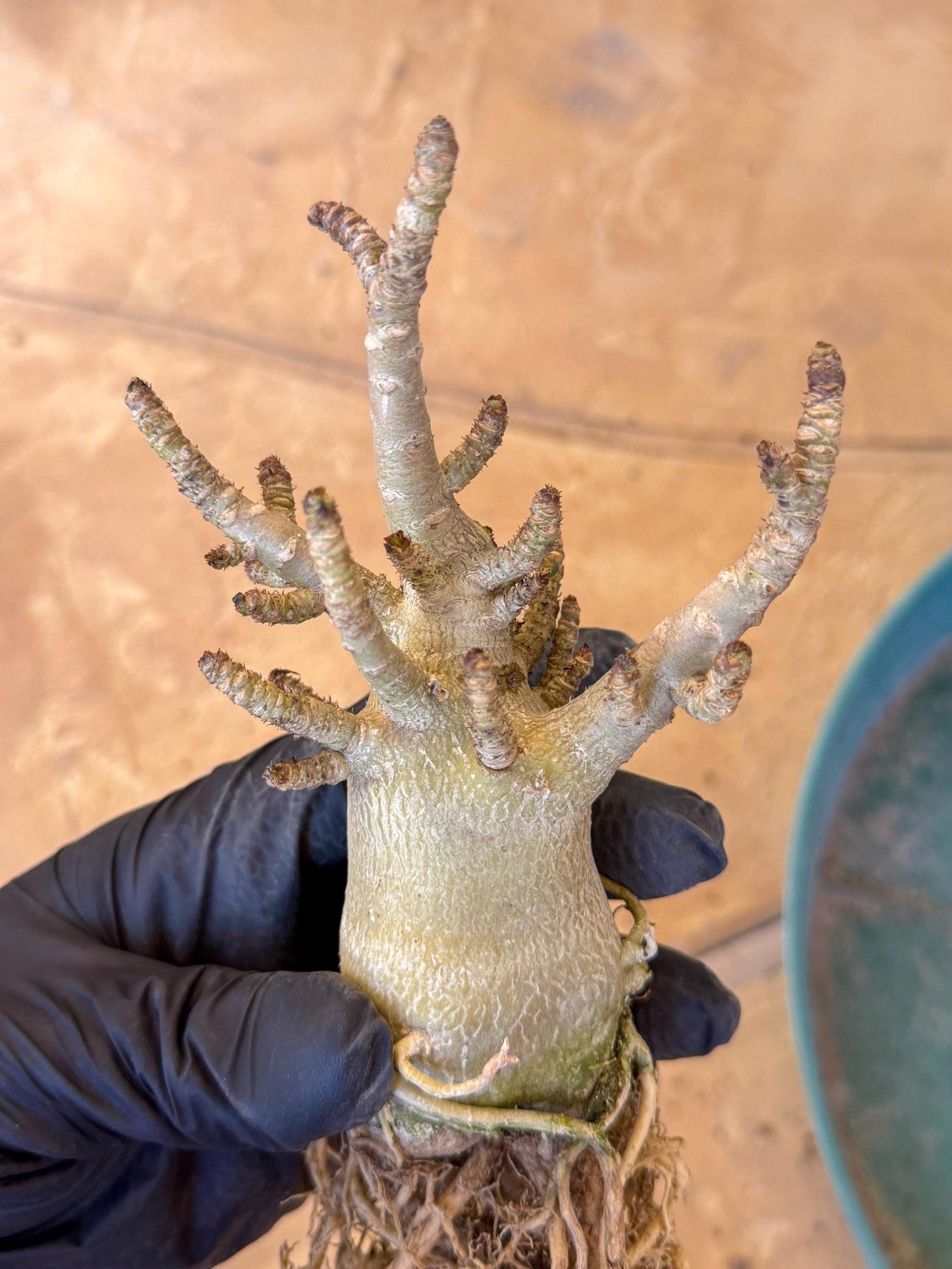 Adenium Arabicum (ooo) | Desert Rose | Exotic Rare Plant