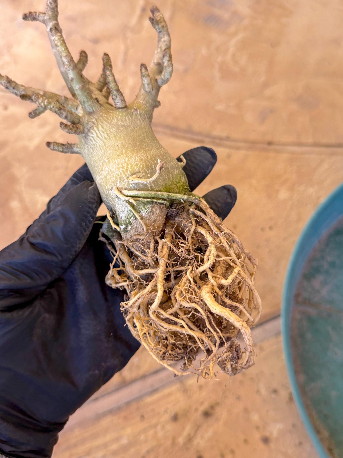 Adenium Arabicum (ooo) | Desert Rose | Exotic Rare Plant