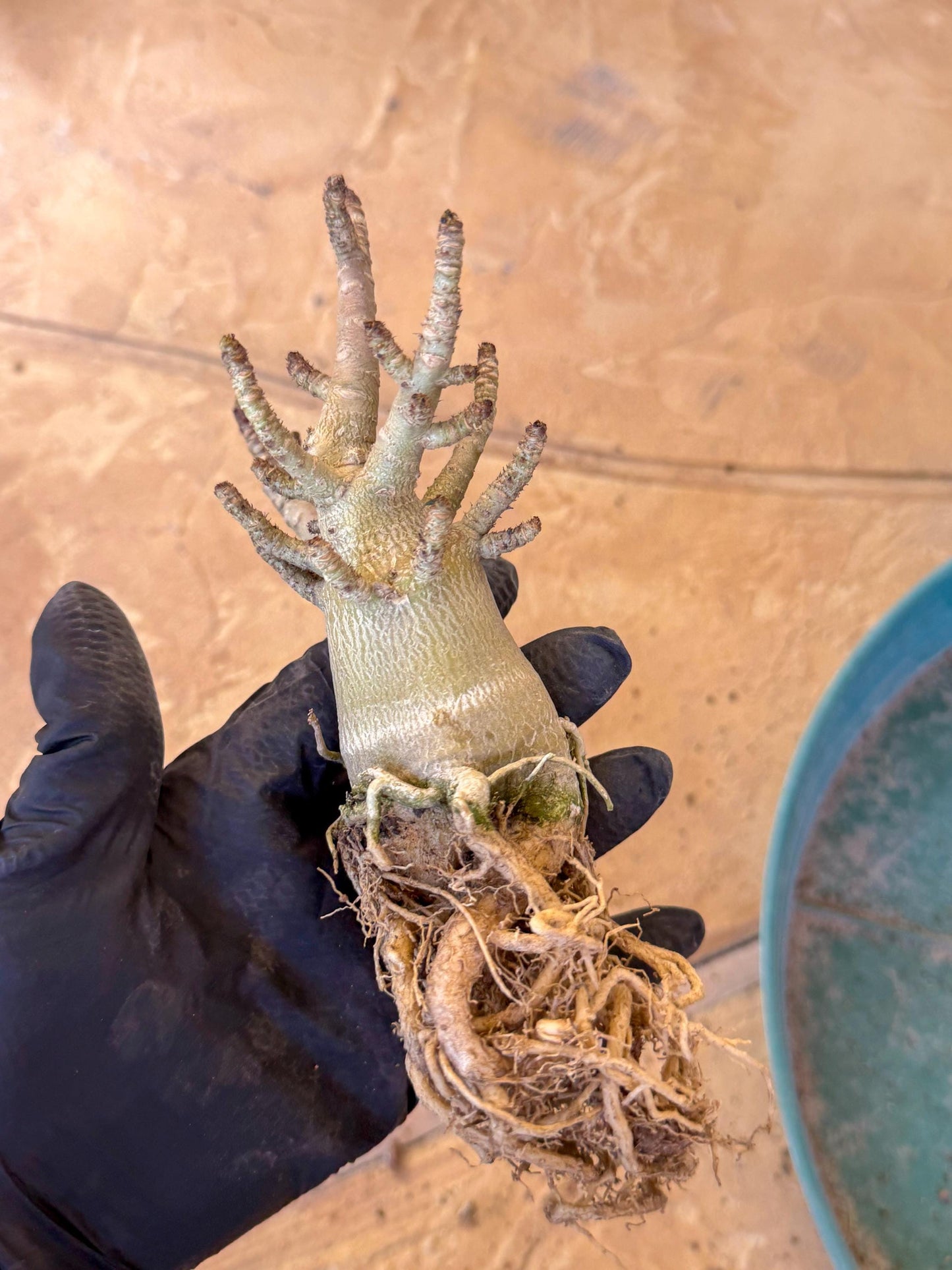 Adenium Arabicum (ooo) | Desert Rose | Exotic Rare Plant