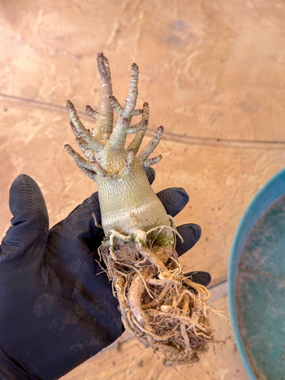 Adenium Arabicum (ooo) | Desert Rose | Exotic Rare Plant