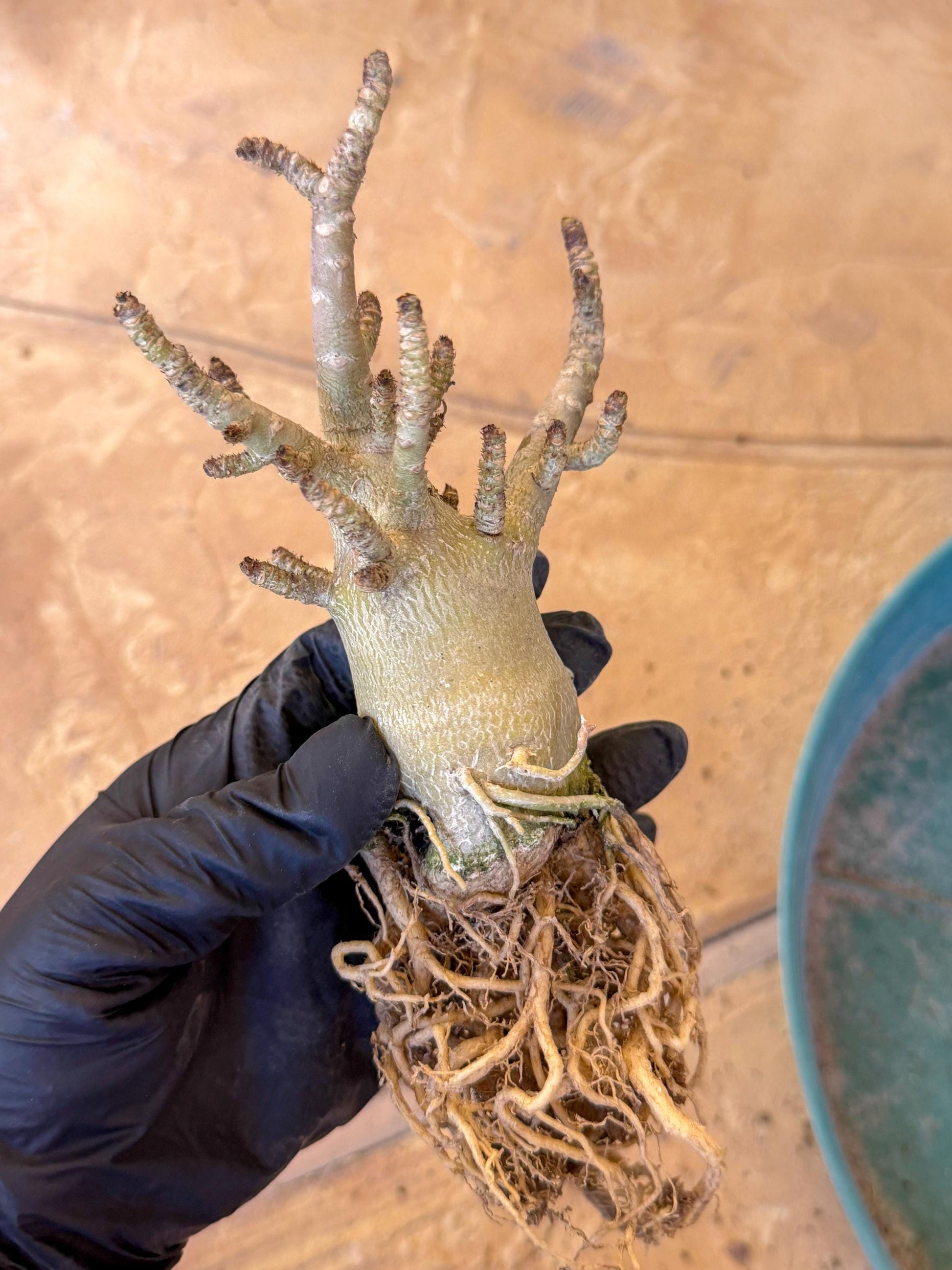 Adenium Arabicum (ooo) | Desert Rose | Exotic Rare Plant