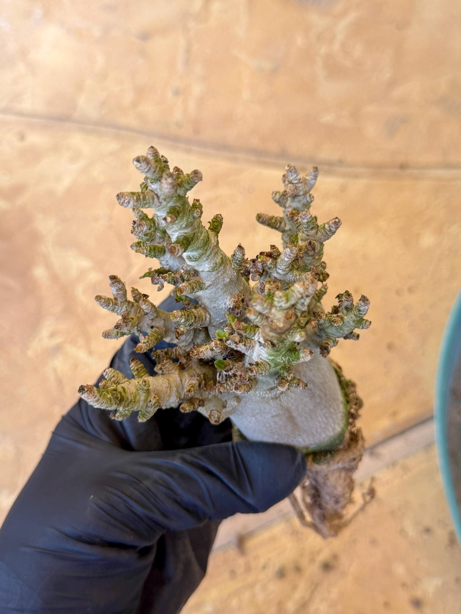 Adenium Arabicum (o) | Desert Rose | Exotic Rare Plant