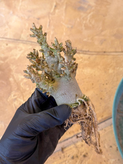 Adenium Arabicum (o) | Desert Rose | Exotic Rare Plant