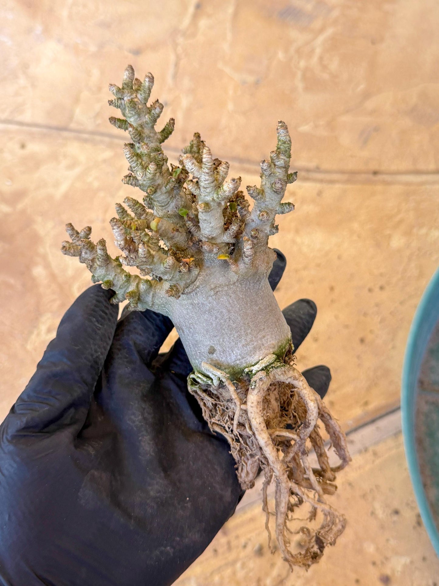 Adenium Arabicum (o) | Desert Rose | Exotic Rare Plant