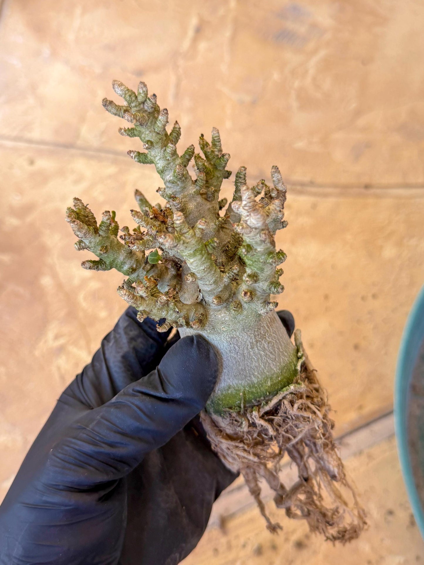 Adenium Arabicum (o) | Desert Rose | Exotic Rare Plant