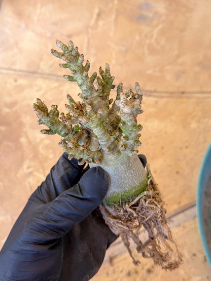 Adenium Arabicum (o) | Desert Rose | Exotic Rare Plant