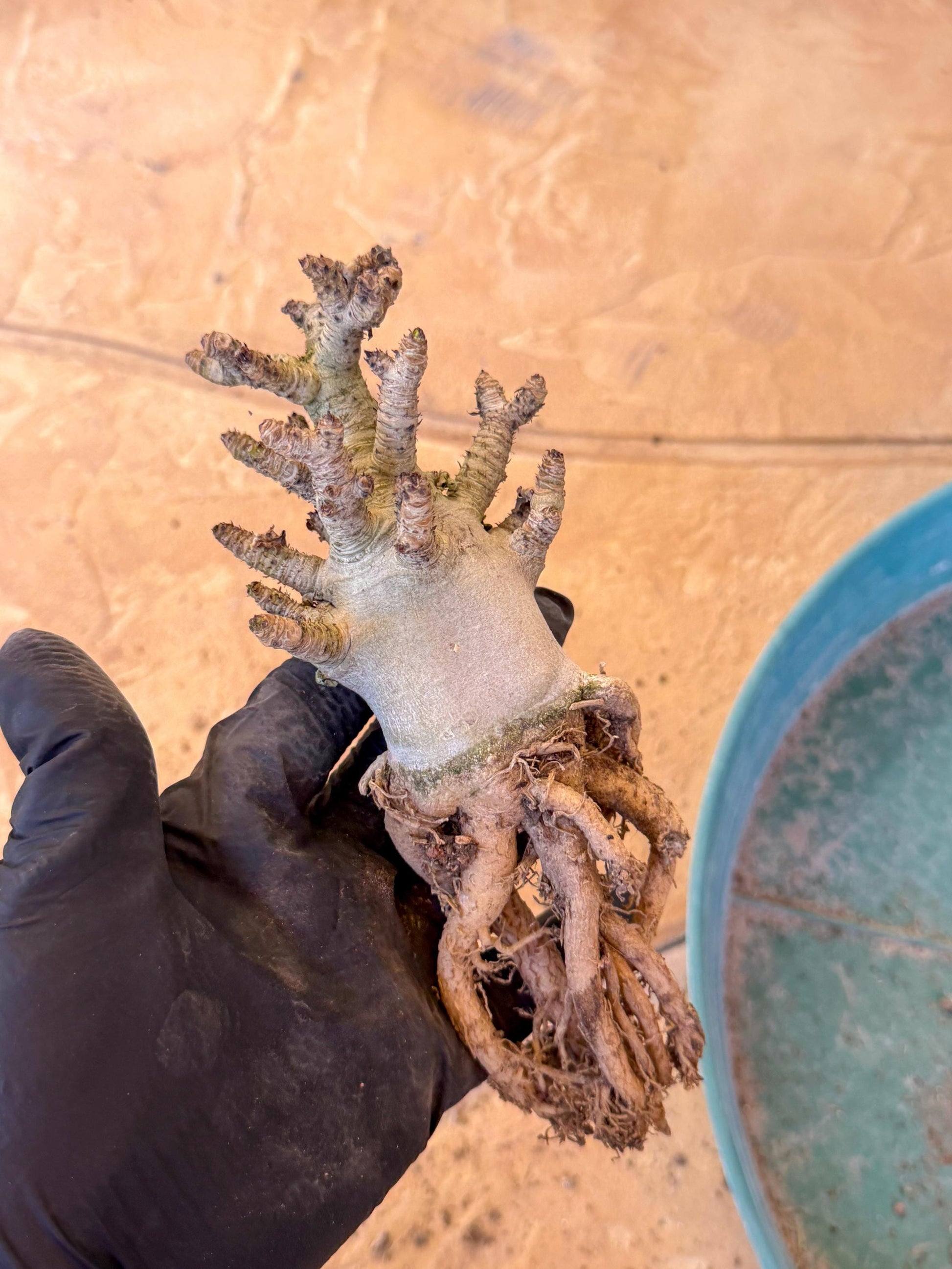 Adenium Arabicum (pg) | Desert Rose | Exotic Rare Plant