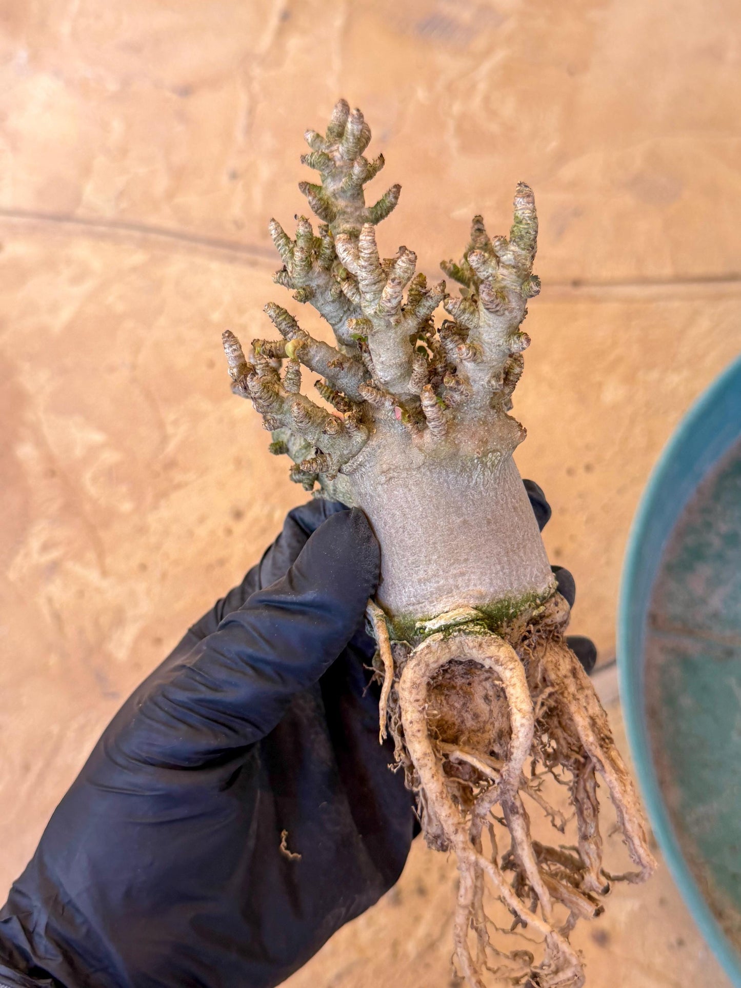 Adenium Arabicum (o) | Desert Rose | Exotic Rare Plant