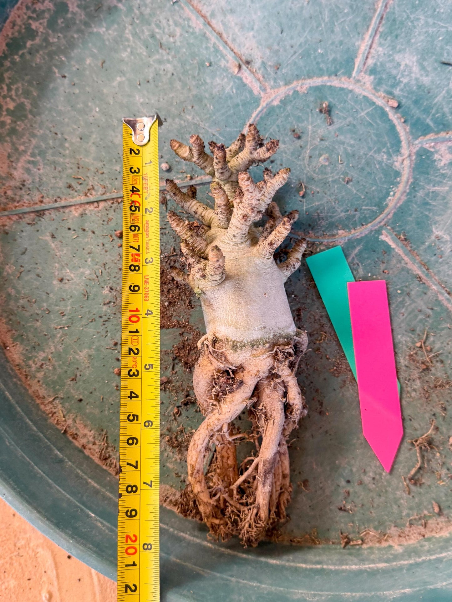 Adenium Arabicum (pg) | Desert Rose | Exotic Rare Plant