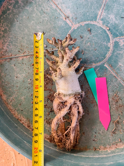 Adenium Arabicum (pg) | Desert Rose | Exotic Rare Plant
