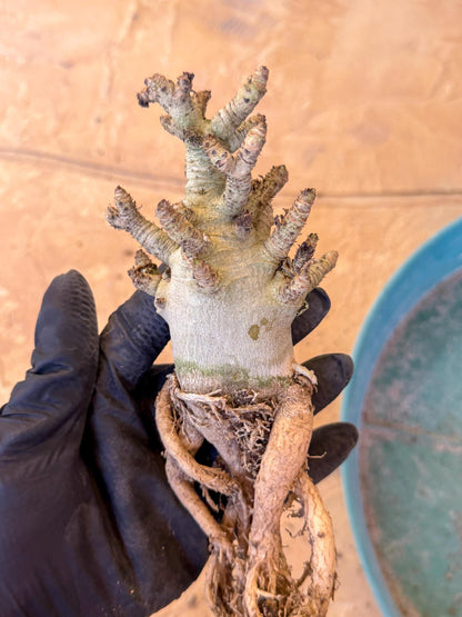 Adenium Arabicum (pg) | Desert Rose | Exotic Rare Plant