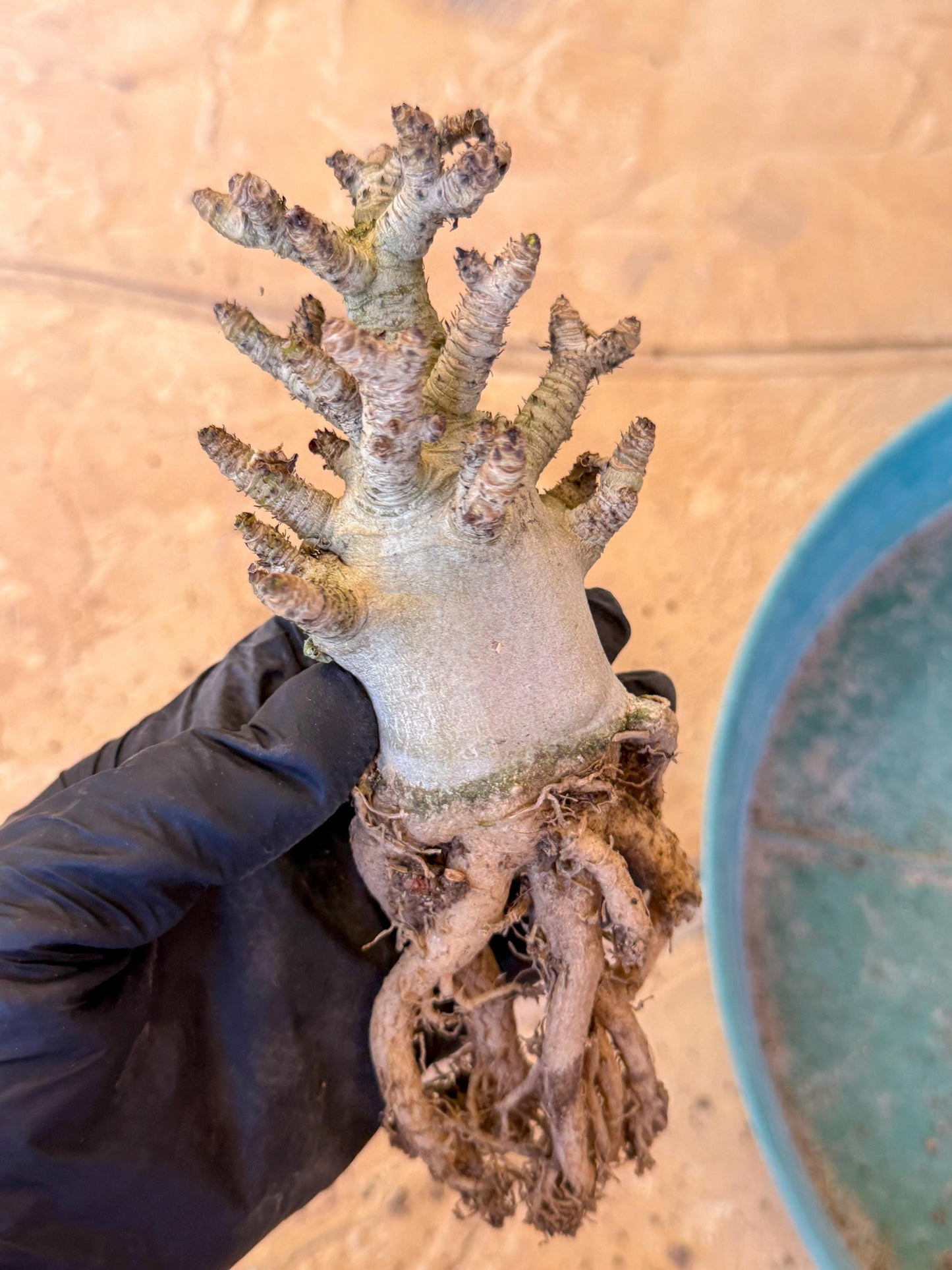 Adenium Arabicum (pg) | Desert Rose | Exotic Rare Plant