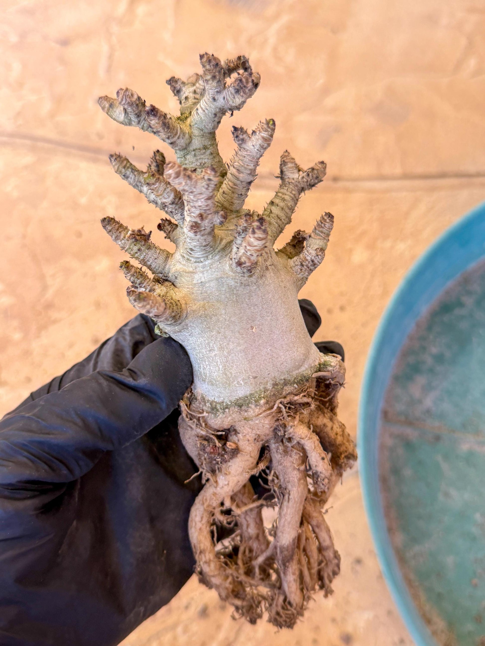 Adenium Arabicum (pg) | Desert Rose | Exotic Rare Plant