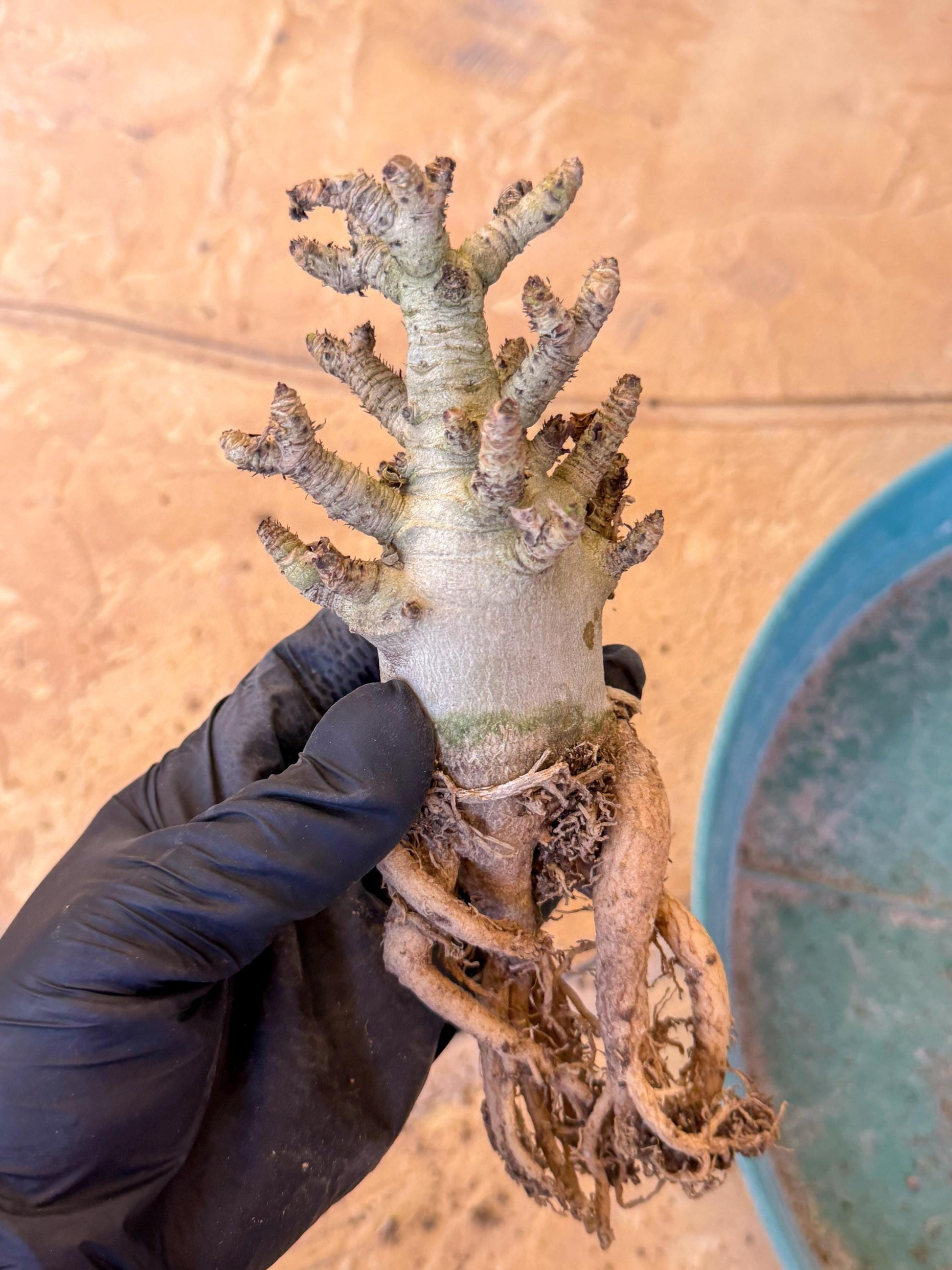 Adenium Arabicum (pg) | Desert Rose | Exotic Rare Plant