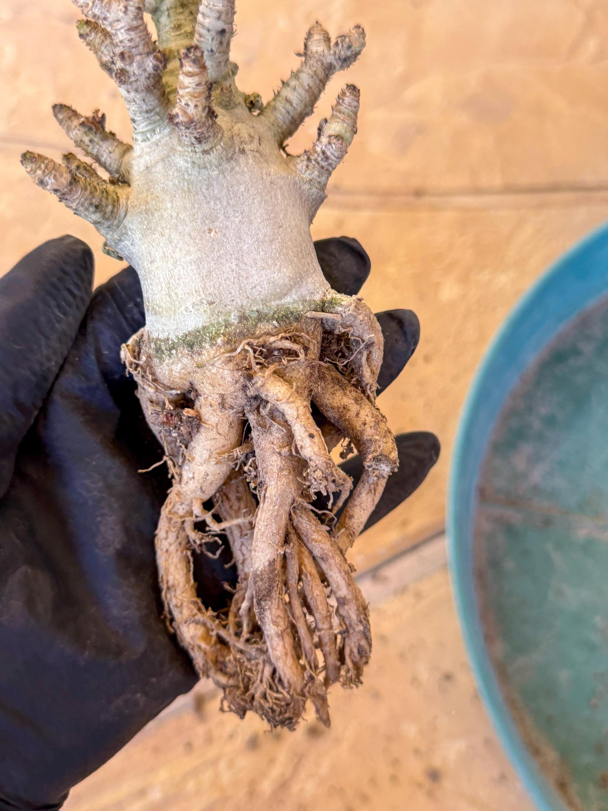 Adenium Arabicum (pg) | Desert Rose | Exotic Rare Plant