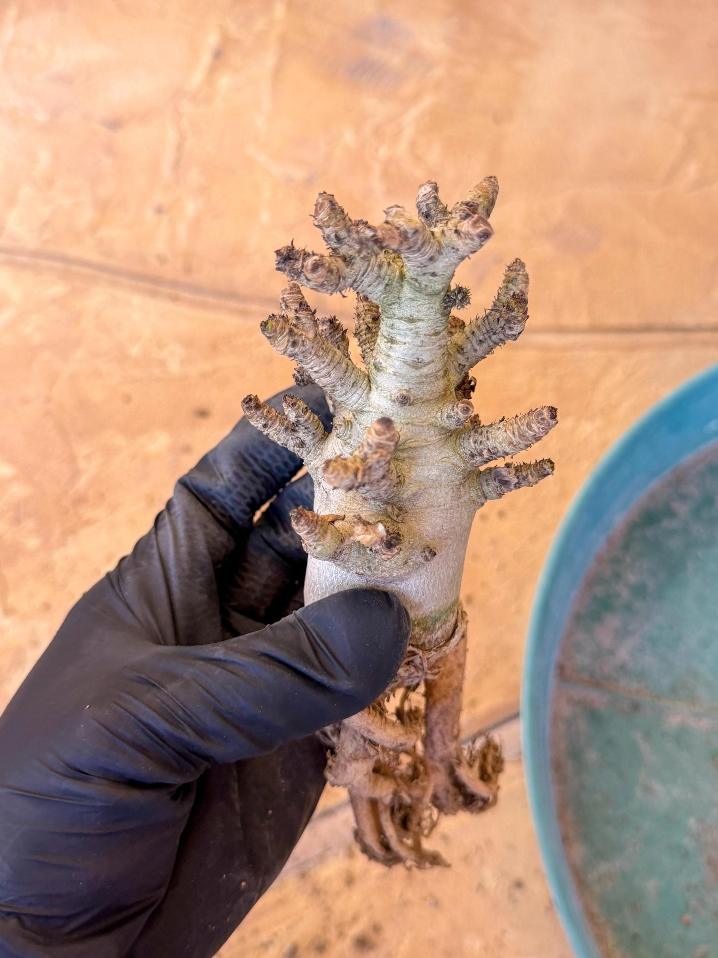 Adenium Arabicum (pg) | Desert Rose | Exotic Rare Plant