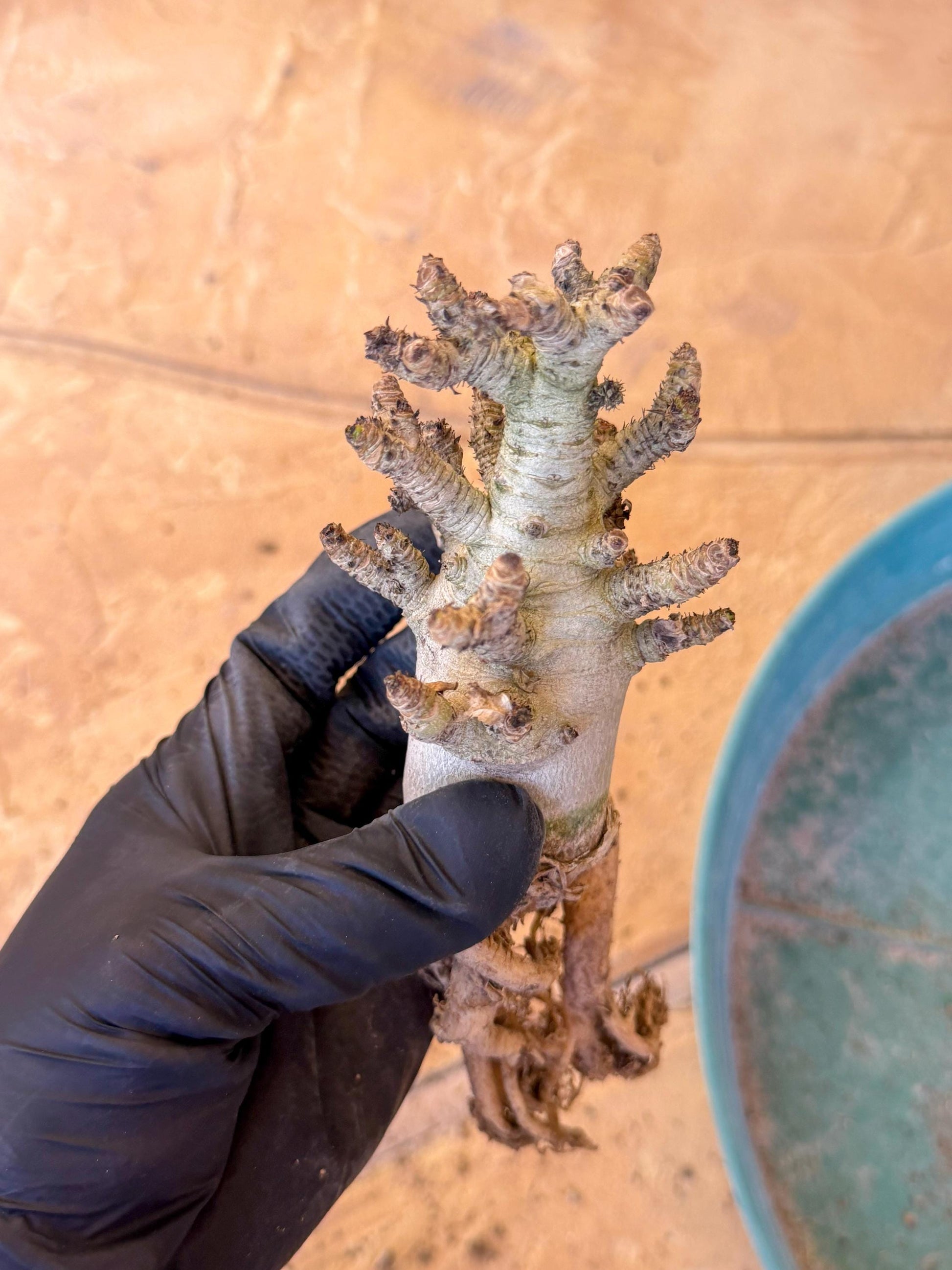 Adenium Arabicum (pg) | Desert Rose | Exotic Rare Plant
