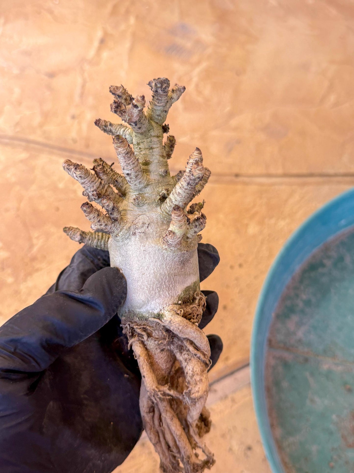 Adenium Arabicum (pg) | Desert Rose | Exotic Rare Plant