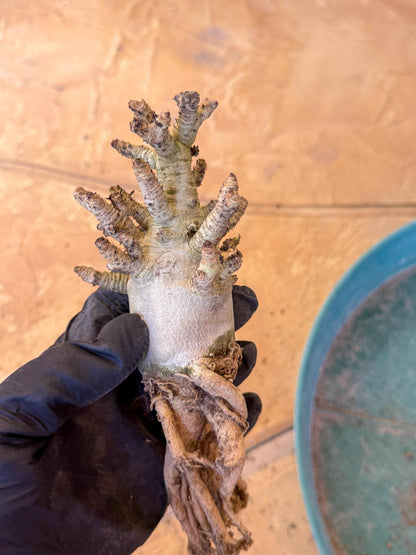 Adenium Arabicum (pg) | Desert Rose | Exotic Rare Plant