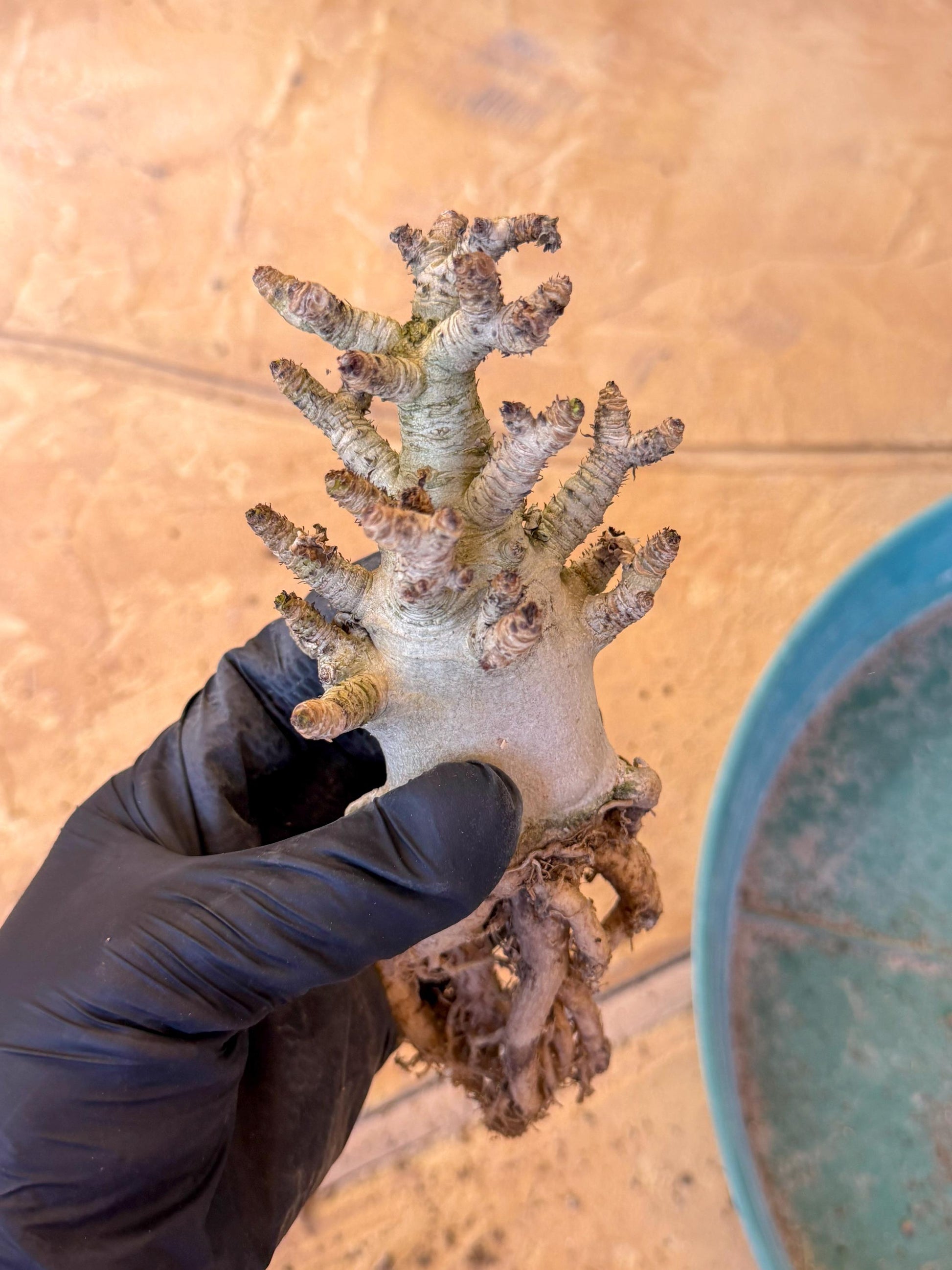 Adenium Arabicum (pg) | Desert Rose | Exotic Rare Plant