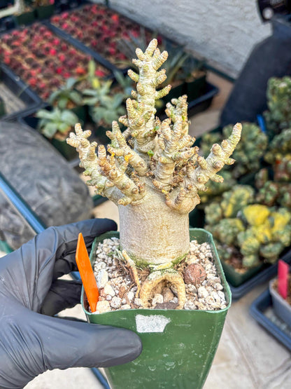 Adenium Arabicum (o) | Desert Rose | Exotic Rare Plant