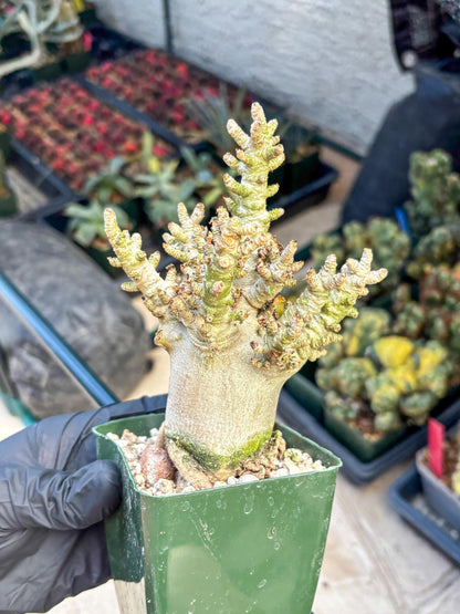 Adenium Arabicum (o) | Desert Rose | Exotic Rare Plant