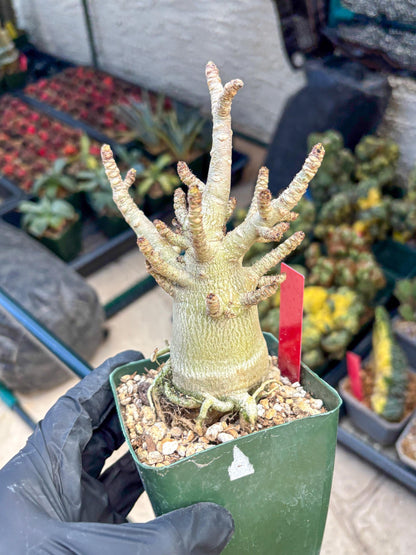 Adenium Arabicum (ooo) | Desert Rose | Exotic Rare Plant