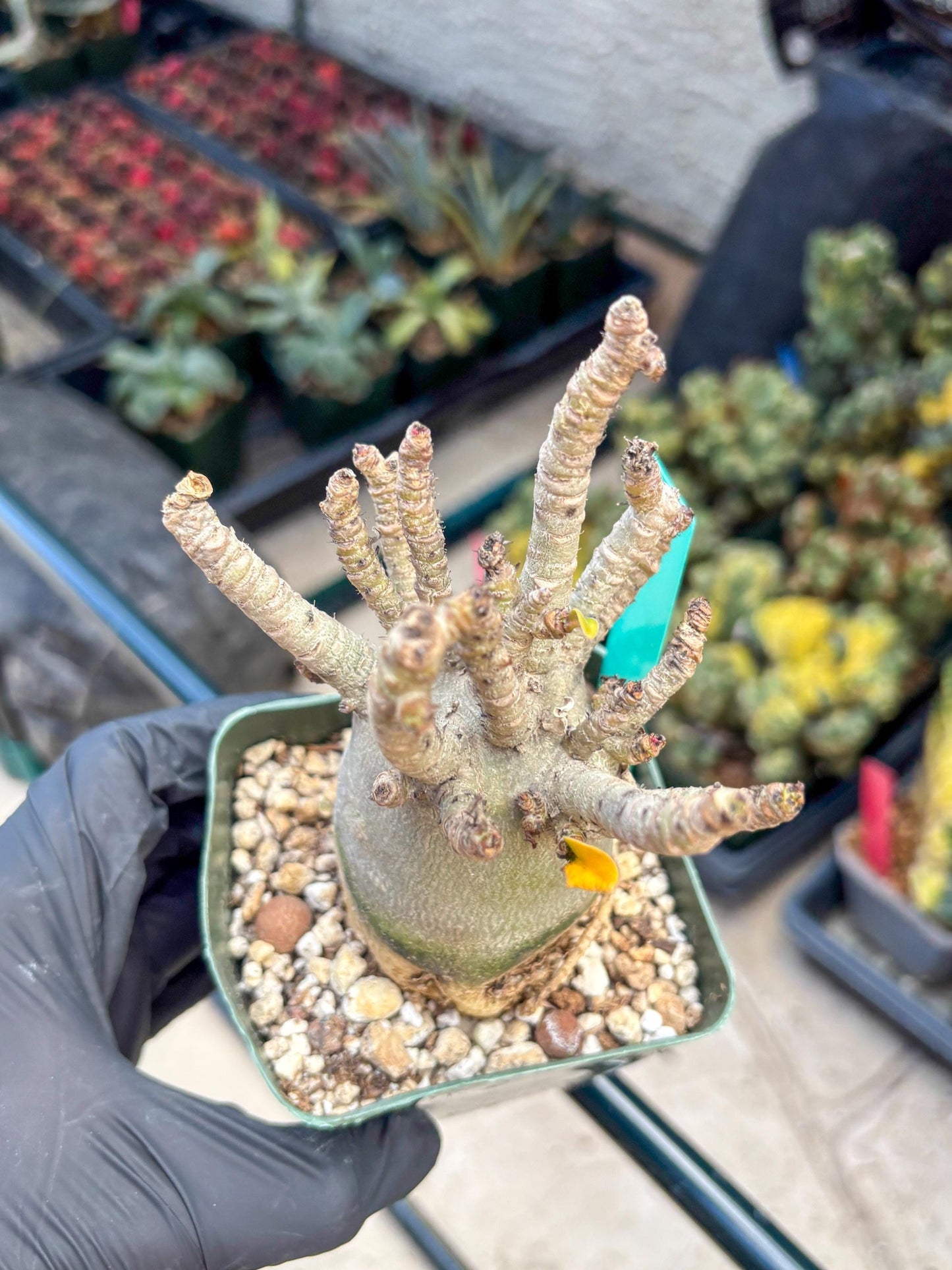 Adenium Arabicum (g) | Desert Rose | Exotic Rare Plant
