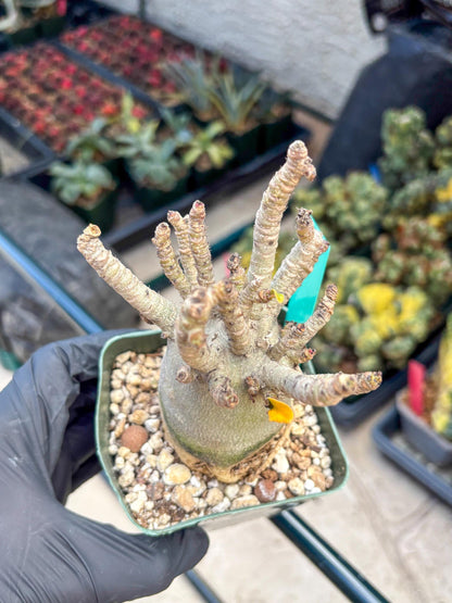 Adenium Arabicum (g) | Desert Rose | Exotic Rare Plant