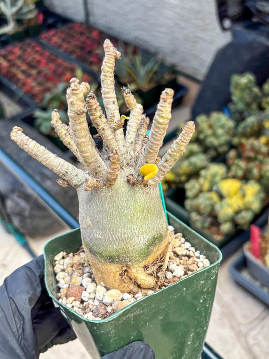 Adenium Arabicum (g) | Desert Rose | Exotic Rare Plant