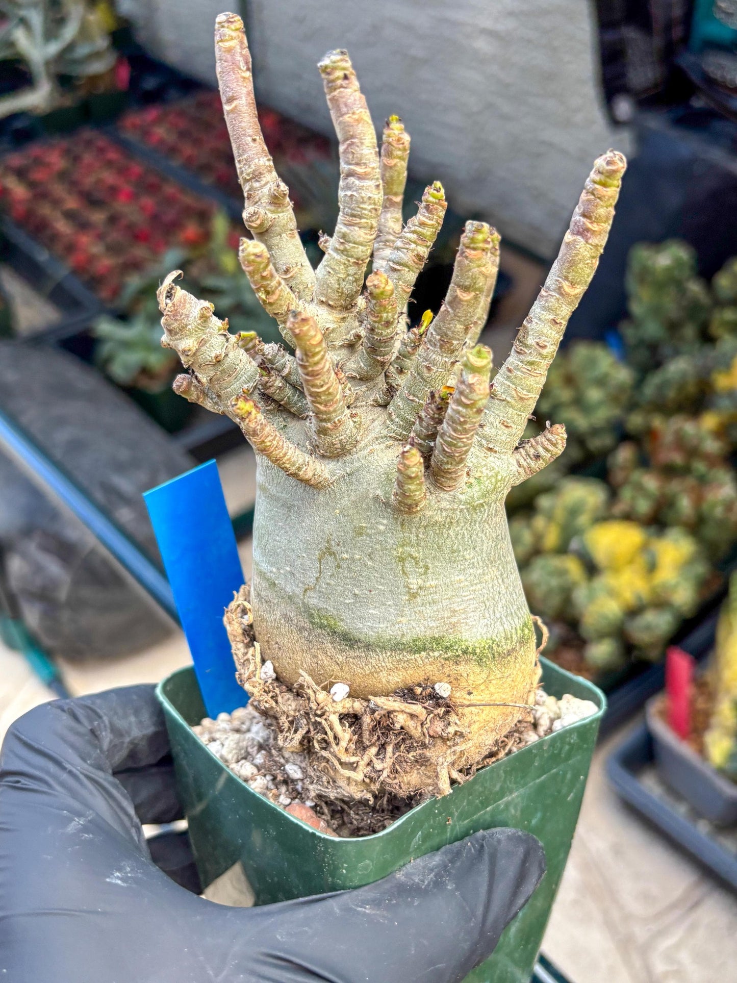 Adenium Arabicum (b) | Desert Rose | Exotic Rare Plant