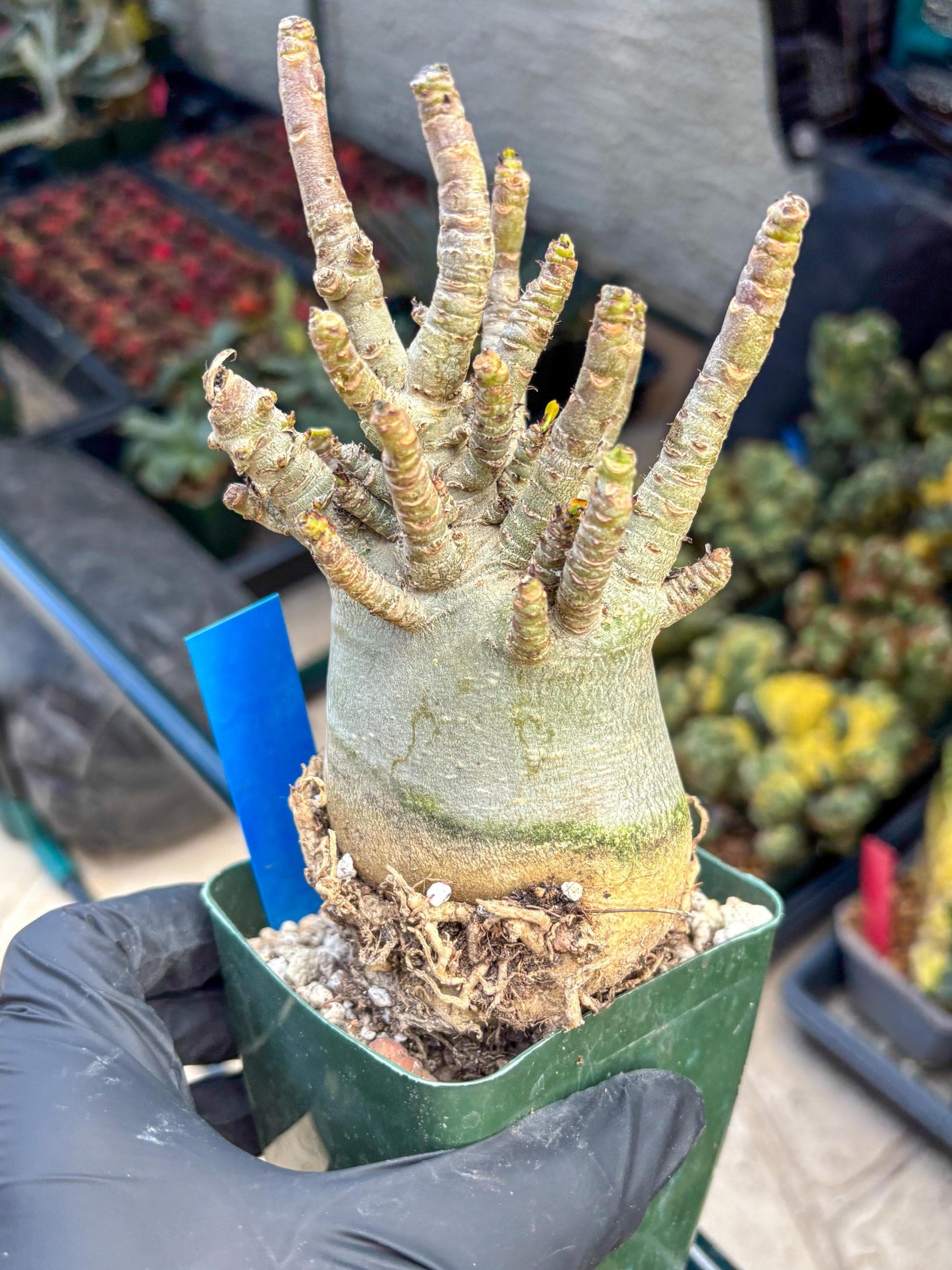 Adenium Arabicum (b) | Desert Rose | Exotic Rare Plant