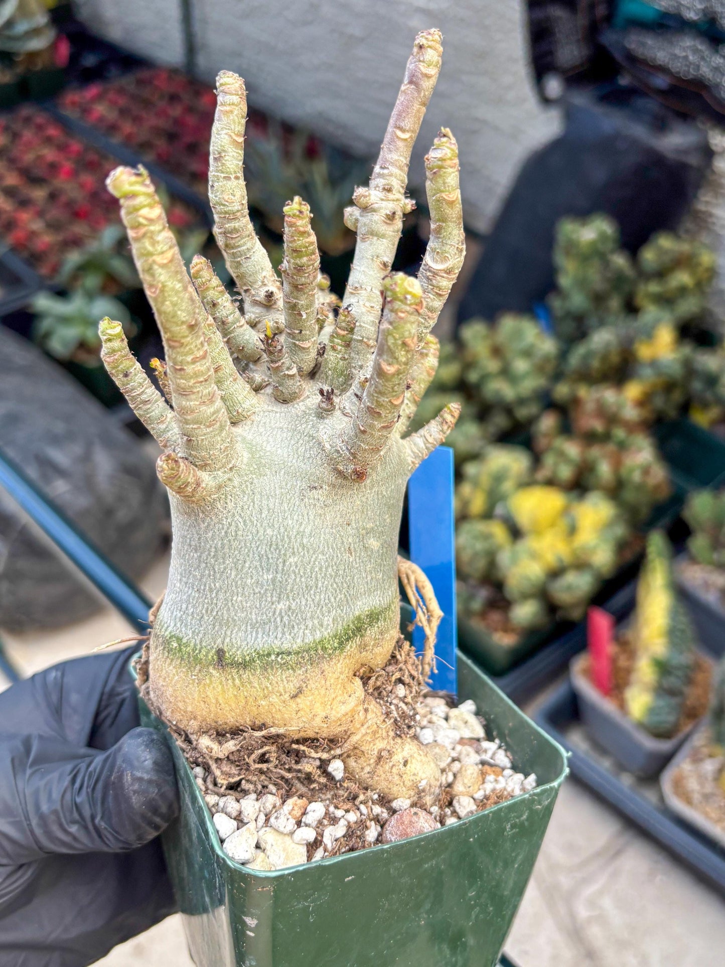 Adenium Arabicum (b) | Desert Rose | Exotic Rare Plant