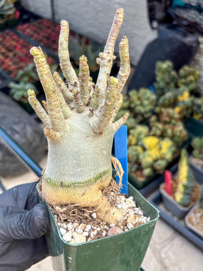 Adenium Arabicum (b) | Desert Rose | Exotic Rare Plant
