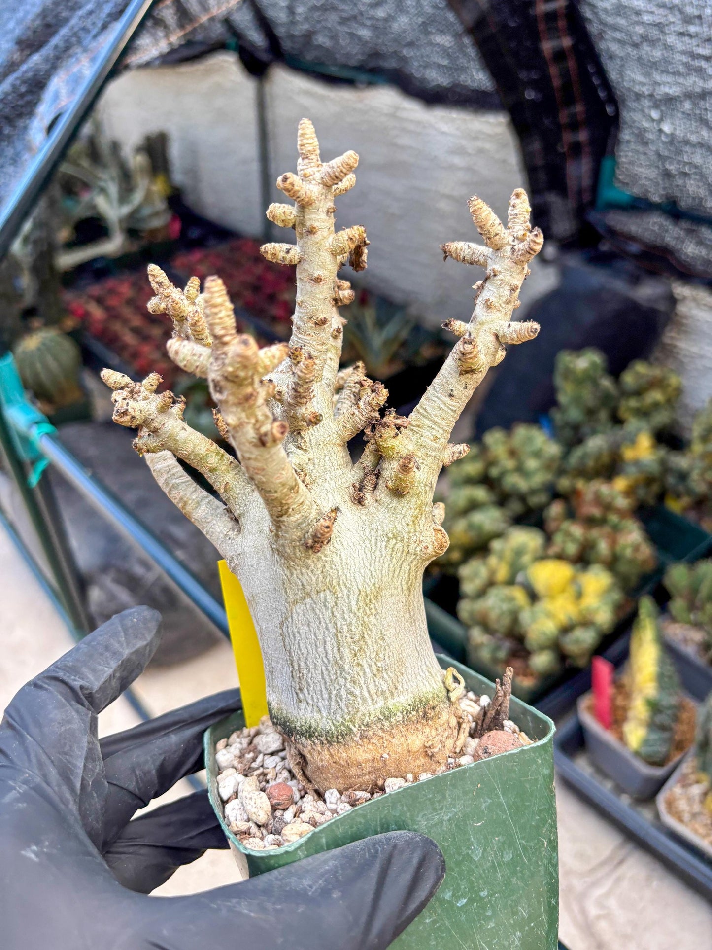 Adenium Arabicum (y) | Desert Rose | Exotic Rare Plant